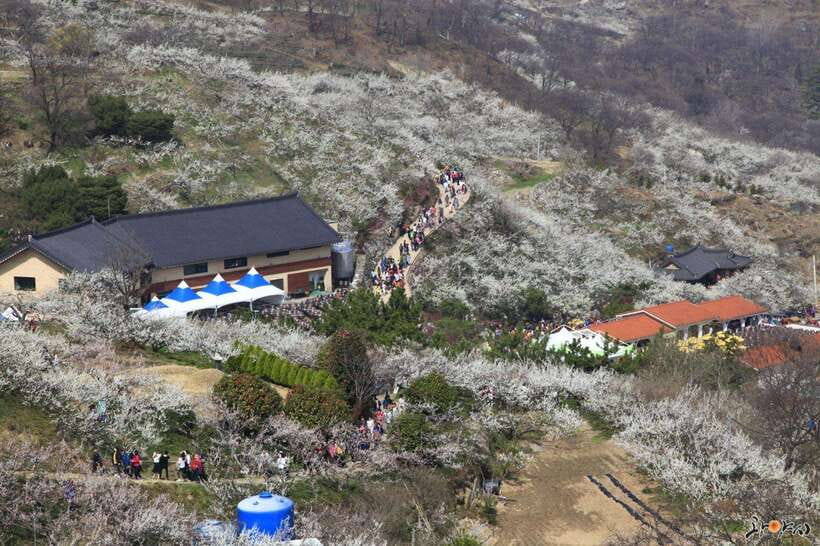 From Seoul: Korea Spring Cherry Blossom Day Tour - Key highlights worth your attention