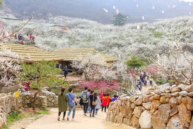 From Seoul: Korea Spring Cherry Blossom Day Tour - Price and logistics, what $66 really buys