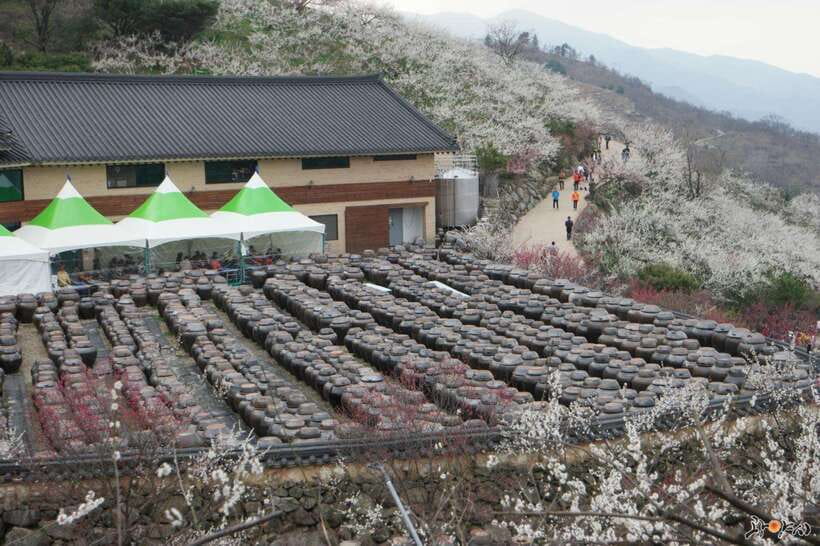 From Seoul: Korea Spring Cherry Blossom Day Tour - Gwangyang Maehwa Village along the Seomjin River
