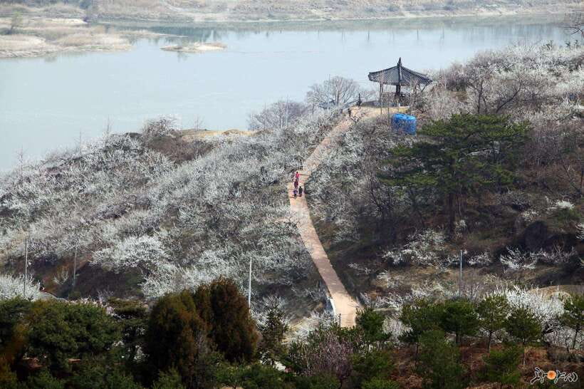 From Seoul: Korea Spring Cherry Blossom Day Tour - Picking the right option, because the stops can change