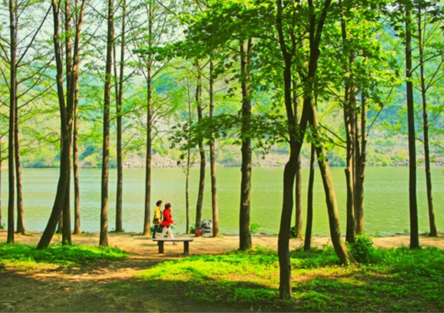 From Seoul: Nami Island, Korean Garden & Rail Bike Day Trip - Should you book this Nami Island and Morning Calm day trip?