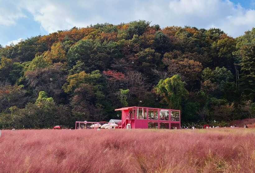 From Seoul: Pocheon, Sanjung Lake and Bidulginang Fall Trip - Herb Island and Pink Muhly Grass: The Seasonal Stop That Adds Color and Fun