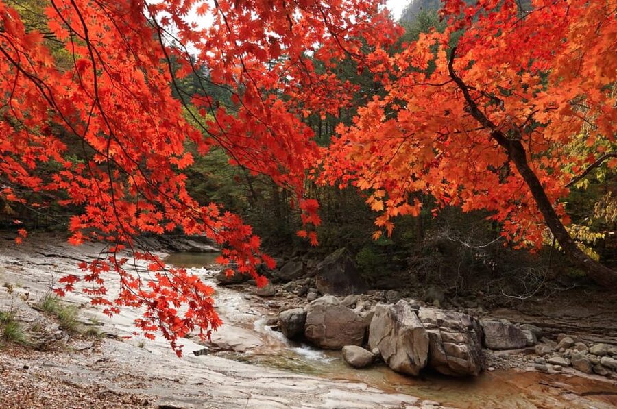 From Seoul: Seoraksan Mountain with Cable Car- Shuttle Bus - Autumn Color Expectations: What You Can Count On (and What You Can’t)