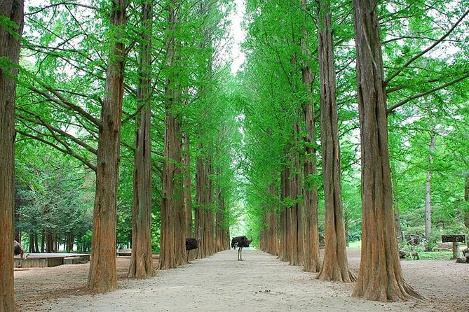 Full-Day Customizable Private Tour to Nami Island and surrounding Area - Nami Island: Winter-Drama Fame, Tree-Lined Wandering, Real Breaks From Crowds