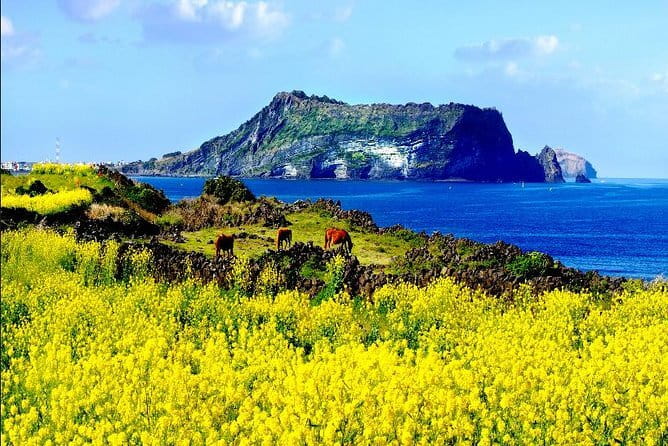 Full Day Jeju Private Customizable highlight Tour - Key highlights