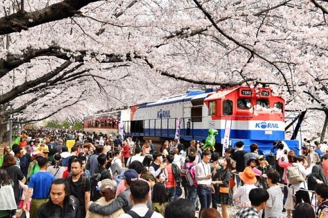 Full-Day Jinhae Cherry Blossom festival Private tour - Key things that make this private Jinhae cherry blossom day work