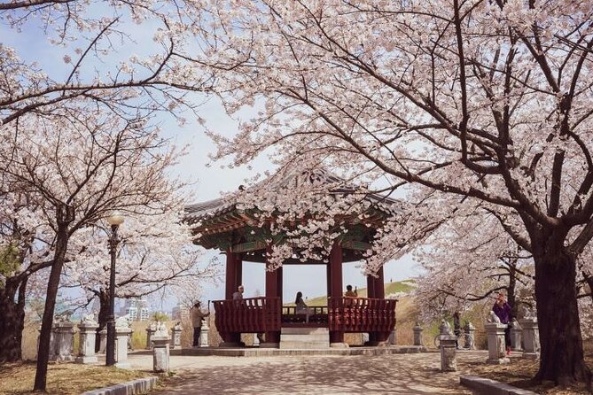 Full-Day Jinhae Cherry Blossom festival Private tour - Anmingogae Pass: long cherry lines for photos that feel cinematic
