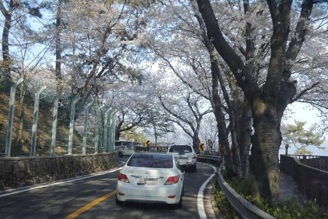 Full-Day Jinhae Cherry Blossom festival Private tour - Jehwangsan Park and the Jinhae Tower: views, stairs, and choosing your pace