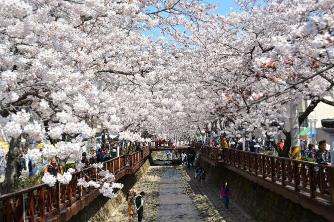 Full-Day Jinhae Cherry Blossom festival Private tour - Yeojwacheon Stream: the long linger stop for the best photos