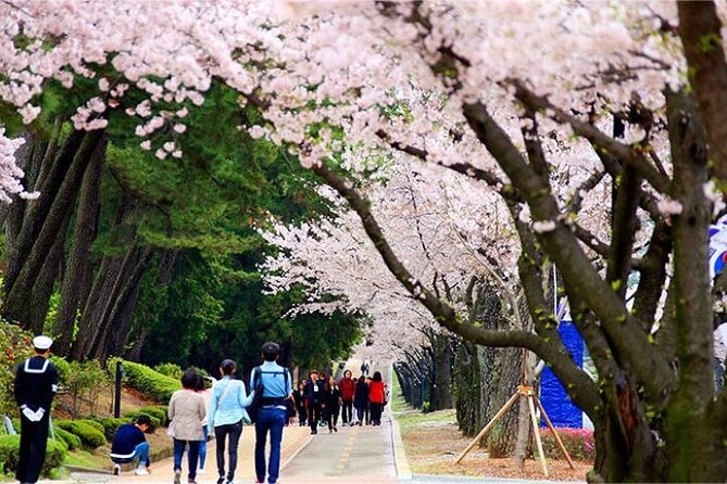 Full-Day Jinhae Cherry Blossom festival Private tour - Gyeonghwa Station Cherry Blossom Road: the classic start that sets the tone
