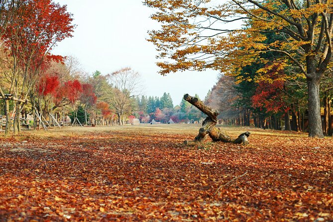 Full Day Private Tour Nami Island, Garden & Petite France - A Seoul day trip that swaps city time for photo time