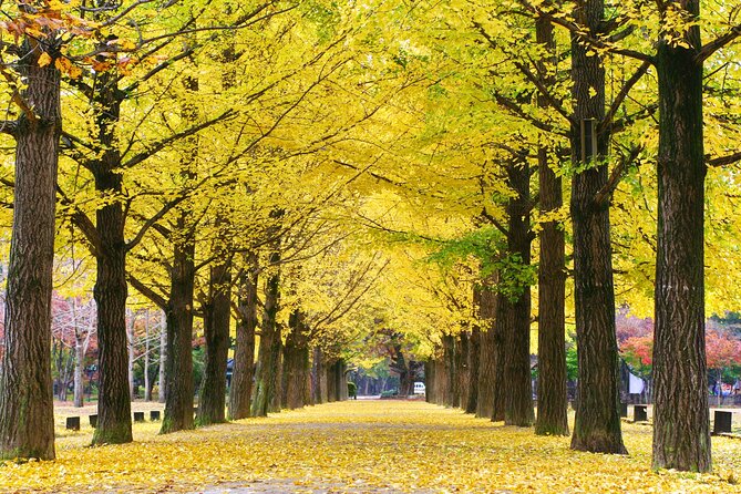 Full Day Private Tour Nami Island, Garden & Petite France - Lunch on the move: included, but watch the crowd factor