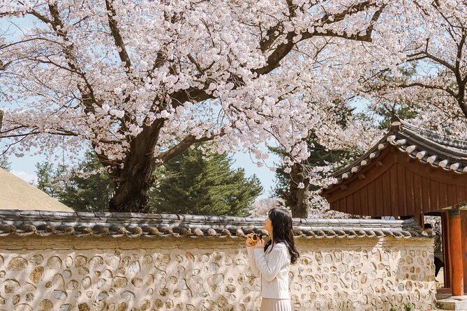 Gyeongju Cherry Blossom Day Tour from Busan (2~3 spring spots) - Inside the 5 hours in Gyeongju: your cherry blossom photo circuit