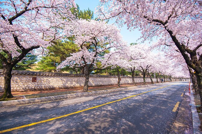 Gyeongju Cherry Blossom Day Tour from Busan (2~3 spring spots) - Timing and group size: how 9 to 11 hours will feel