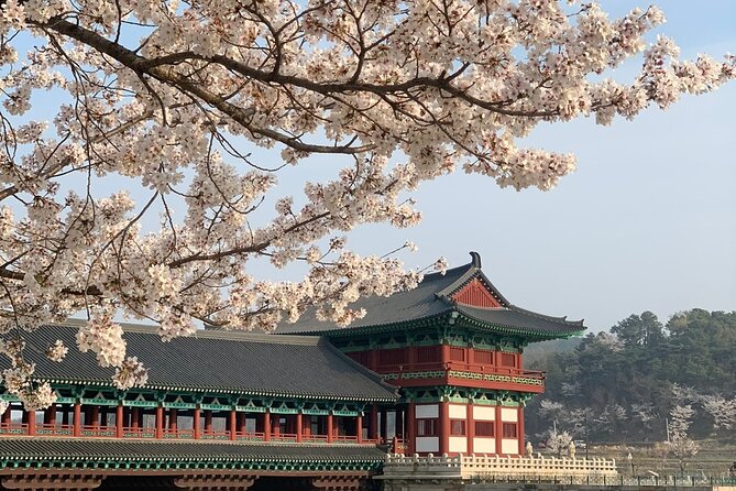 Gyeongju Cherry Blossom Day Tour from Busan (2~3 spring spots) - How the tour picks your 2 to 3 blossom spots in Gyeongju