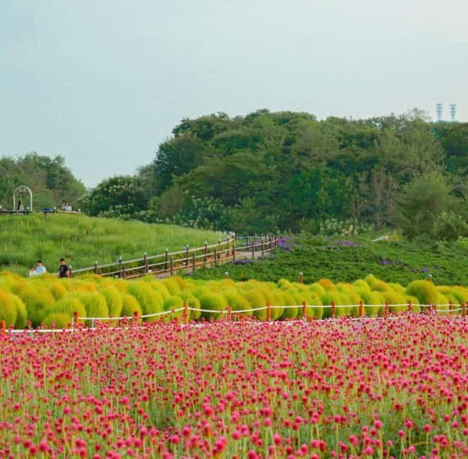 Hantan Canyon & Goseokjeong Flower Garden & Pink Muhly Park - Key Takeaways Before You Go