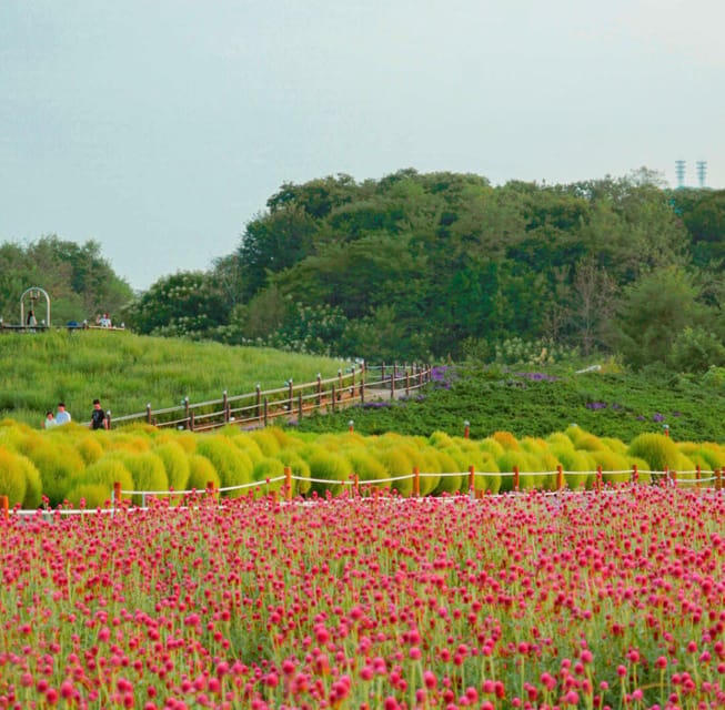 Hantan Canyon & Goseokjeong Flower Garden & Pink Muhly Park - Goseokjeong Flower Garden: Seasonal Color Plus a Tiny Train Ride