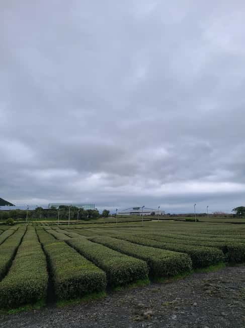 Jeju: Cherry Blossom South & West Day Tour with Hotel Pickup - Getting picked up smoothly: WhatsApp timing and drop-off choices