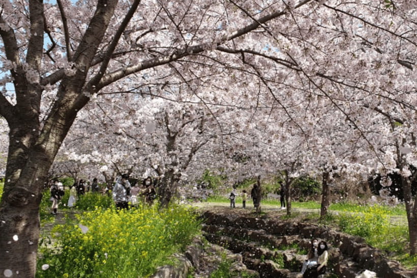 Jeju: Cherry Blossom South & West Day Tour with Hotel Pickup - Nonjitmul Coastal Road, freshwater beach stops, and the Yongmeori payoff
