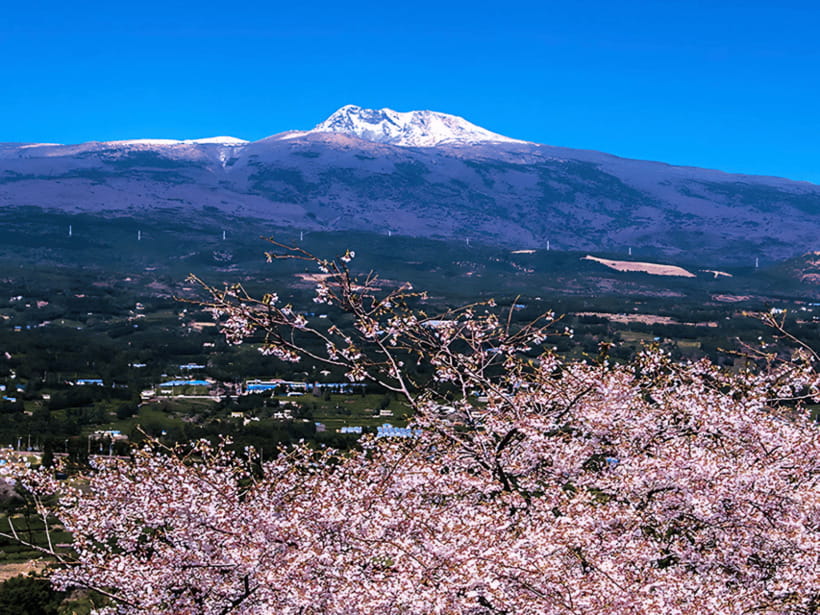 Jeju: Cherry Blossom South & West Day Tour with Hotel Pickup - How the guide style affects your day more than you think