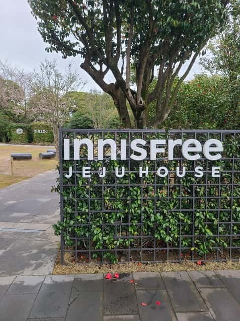Jeju: Cherry Blossom South & West Day Tour with Hotel Pickup - Price and logistics: what you pay, and what changes that number