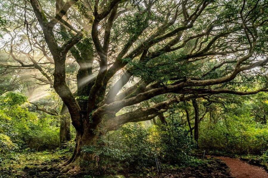 Jeju Cruise Shore Excursion Private Taxi Tour Car Charter - Price and value: what your $242 covers, and what to budget for