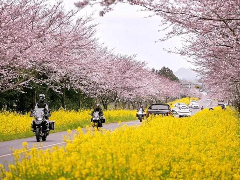 Jeju East: Cherry Blossom Early Bird Tour with Hotel Pickup - Key points before you go