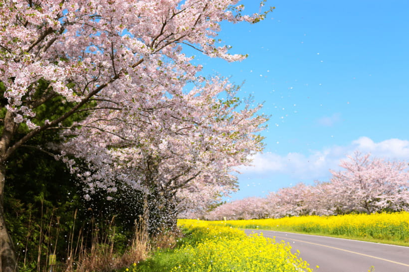 Jeju East: Cherry Blossom Early Bird Tour with Hotel Pickup - Seongeup Folk Village: culture time between spring walks
