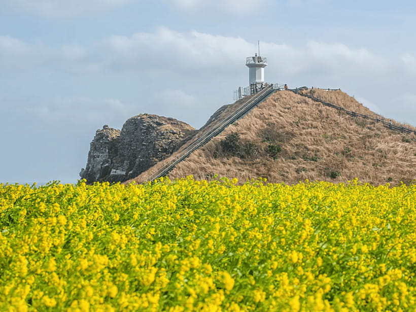 Jeju East: Cherry Blossom Early Bird Tour with Hotel Pickup - Lunch at a local restaurant: use the hour wisely