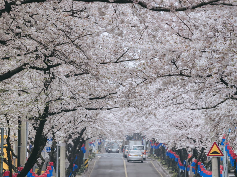 Jeju East: Cherry Blossom Early Bird Tour with Hotel Pickup - Price and logistics: is $72 good value?