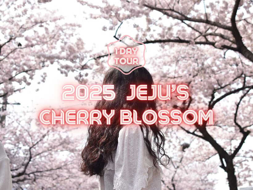 Jeju East: Cherry Blossom Early Bird Tour with Hotel Pickup - Jeonnong-ro Cherry Blossom Road: where your photos start