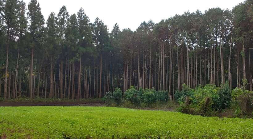 Jeju East: K-Drama Filming Spots Tour with Hotel Pickup - Key highlights worth planning for