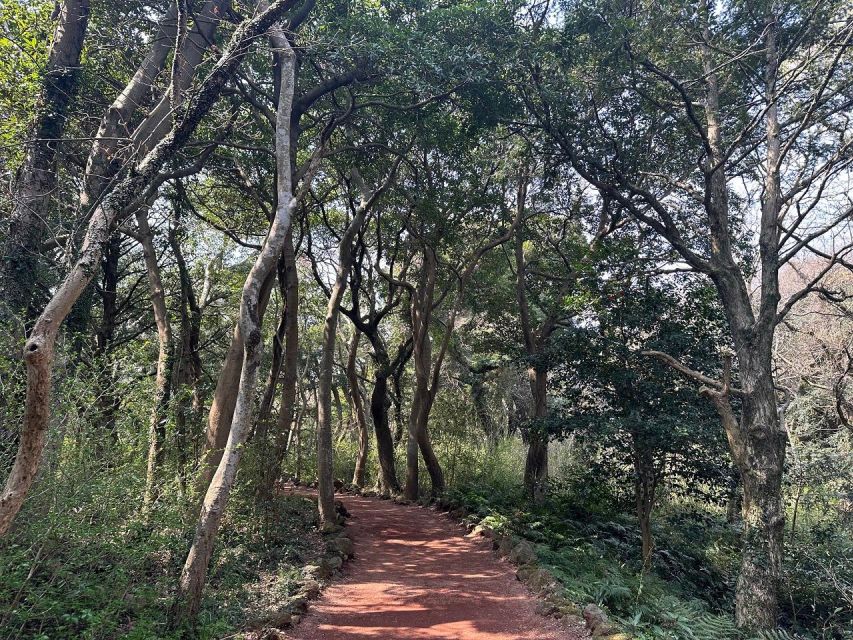 Jeju: East Tour with Sunrise Peak, Seongeup & Coastal Views - Bijarim Forest: Over 2,800 Nutmeg Trees and a Reset from the Coast