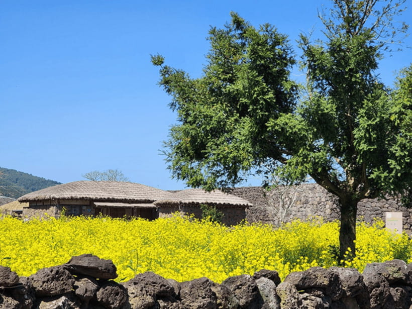 Jeju: Eastern Jeju UNESCO Spots Day Tour - Seongsan Ilchulbong, Volcanic Icon and Haenyeo Culture