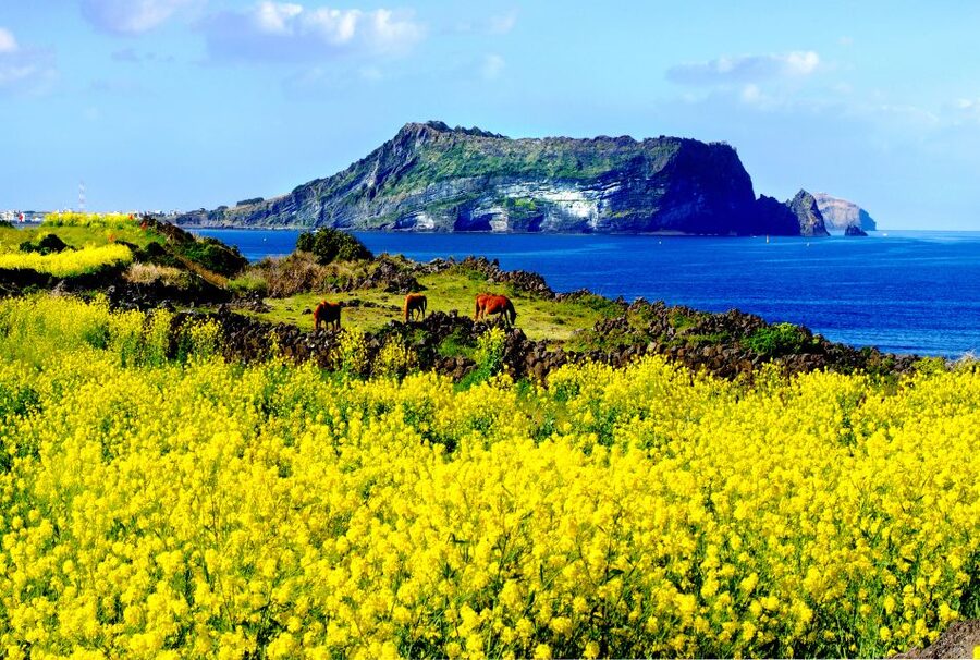 Jeju Island: Customized Private Full-Day Van Tour - Why this private Jeju van day feels like the smarter way to do the island