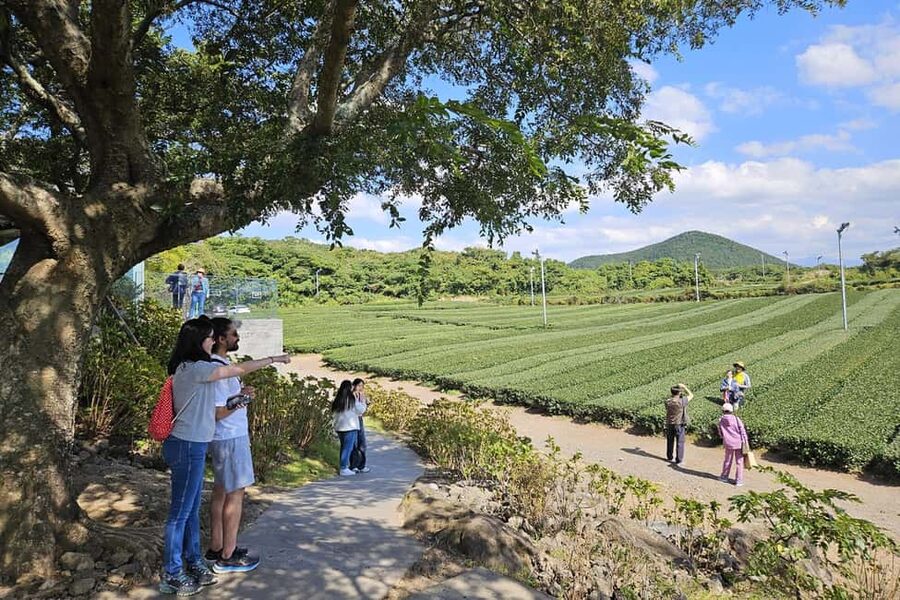 Jeju Island: Full-Day SouthWest Bus Tour with Entry Fees - 1100 Highland: Hallasan views without the whole climb