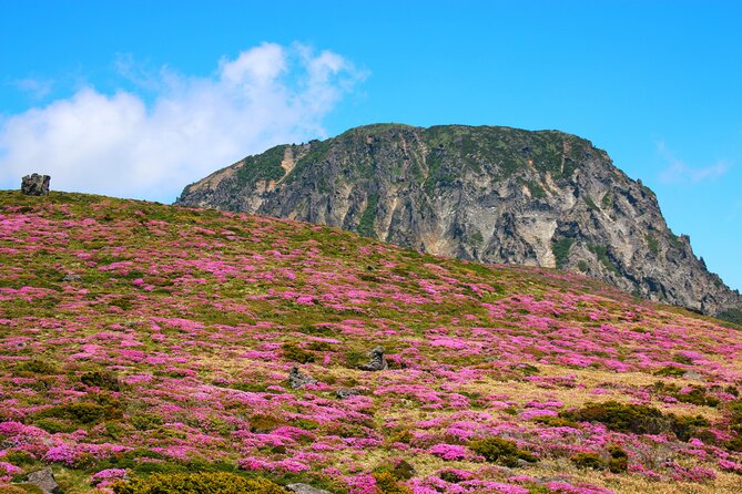 Jeju island Southern UNESCO Day Tour With Hallasan MT - Osulloc Tea Museum Stop: A Calm Break with a Cultural Angle