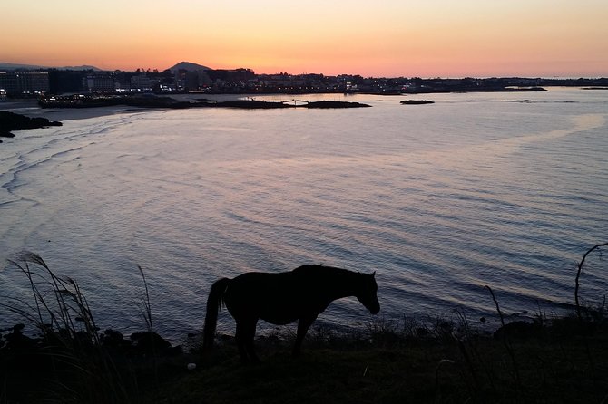 Jeju island: Van tour with a guide who the most loves JEJU - Saryeoni Forest Path as the optional reset button