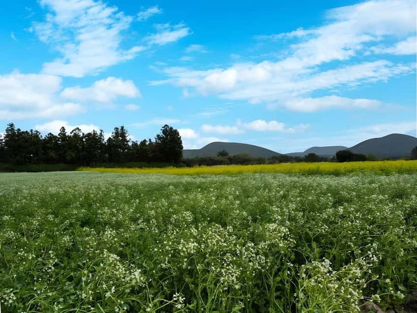 Jeju: K-Drama Spot When Life Gives You Tangerines Hotel Pick - Key highlights worth the hype