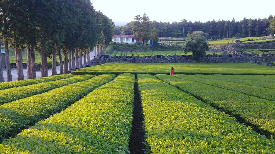 Jeju: Mt. Hallasan Hike and UNESCO Sites Day Tour - The Hallasan hike on the Eoseungsaengak trail: what you’re really signing up for