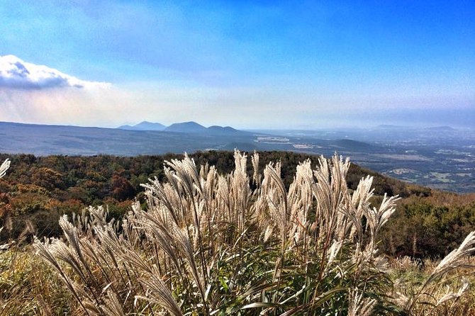 Jeju Premium Small Group UNESCO Day Tour - South Course - Price and Logistics: What $100 Really Buys You