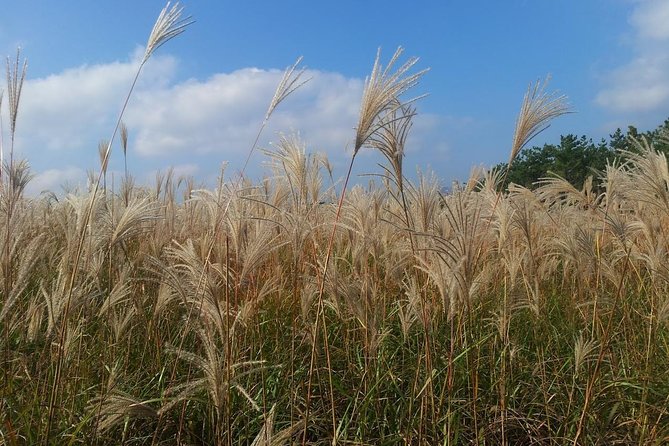 Jeju Private Full day tour of UNESCO Day Tour - A smooth day starts with pickup, timing, and group size