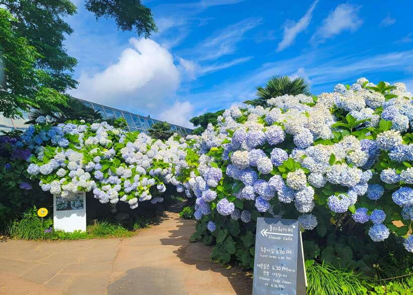 Jeju: Western & Southern Jeju Hydrangea Festival Tour - Key points to know before you go