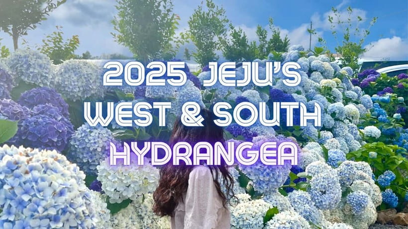 Jeju: Western & Southern Jeju Hydrangea Festival Tour - The Western and Southern Jeju hydrangea route, in real-world terms