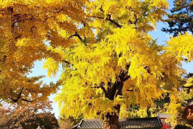 Jeonju Hanok Village Full-Day Tour: Jangtaesan Autumn Foliage - The Morning Starts Early in Seoul, Then You Settle In