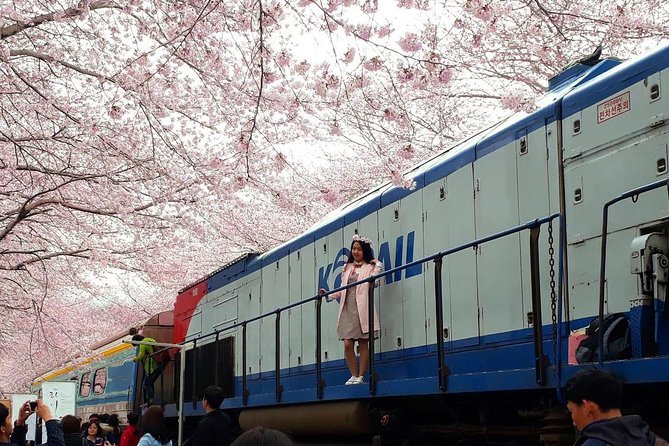 Jinhae Cherry Blossom + Busan Sunrise from Seoul - The long day reality: start at night, back next day with no sleep