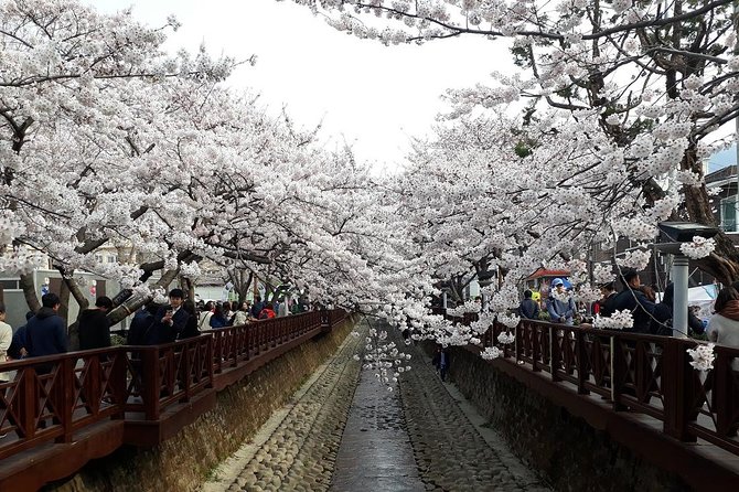 Jinhae Cherry Blossom + Busan Sunrise from Seoul - Seoul to Haeundae Beach: a big transfer you should use wisely