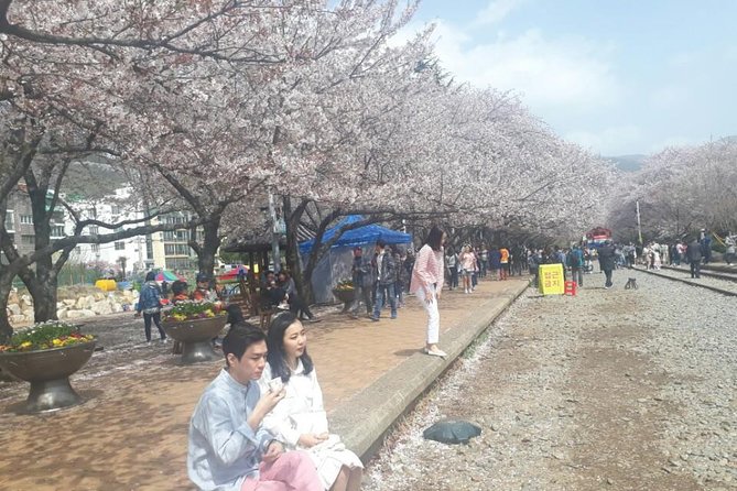 Jinhae Cherry Blossom + Busan Sunrise from Seoul - Price and value: what you are paying for