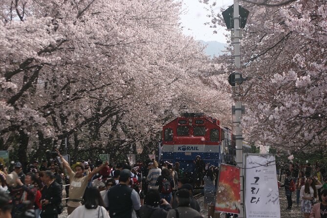 Jinhae Cherry Blossom Day trip from Busan - A Spring Adventure! - Key things to know before you go