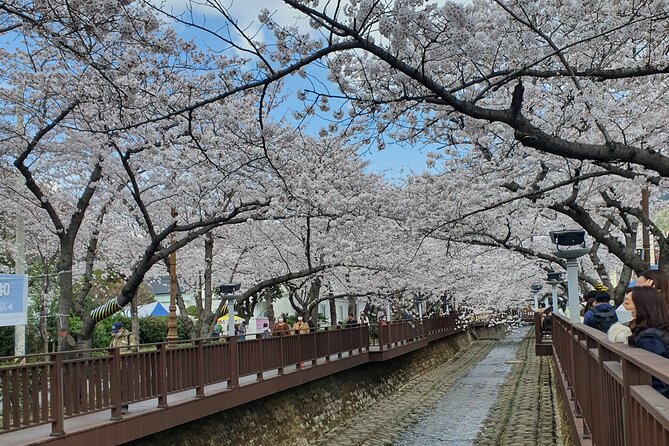 Jinhae Cherry Blossom Day trip from Busan - A Spring Adventure! - Jinhae Cherry Blossoms from Busan, with Fewer Planning Headaches